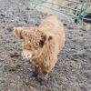 Female Mini Highland