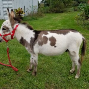 Miniature Donkeys & Micro-Mini Donkeys