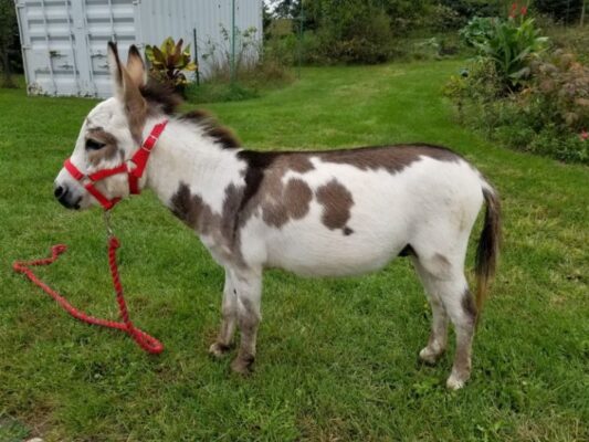 Miniature Donkeys & Micro-Mini Donkeys