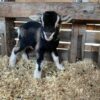 buy  pygmy goats