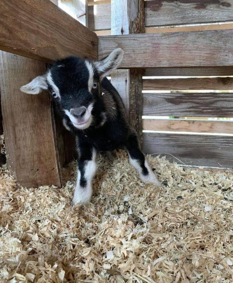 buy pygmy goats Miltons Family Farms