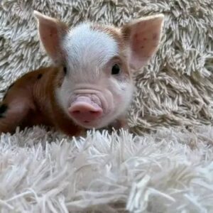 piglets for sale