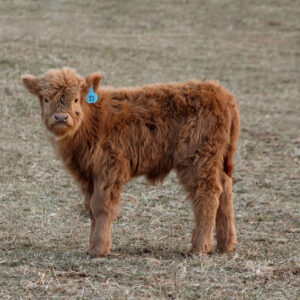 Miniature Highlander Cattle