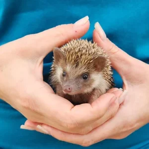 Hedgehog Babies For Sale