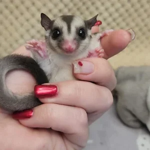 Sugar Gliders For Sale