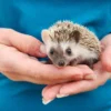 Trix - Female Hedgehog