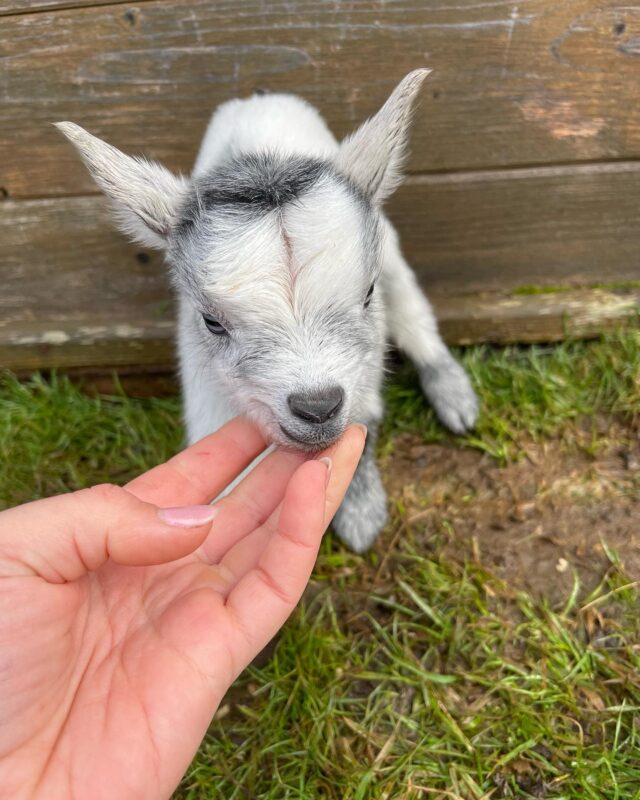 Goats for sale