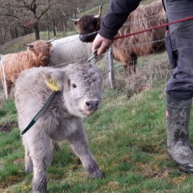 Miniature Highlander Cattle – Miltons Family Farms