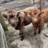 Two mini highland bull calves available