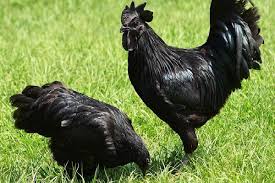 Ayam cemani