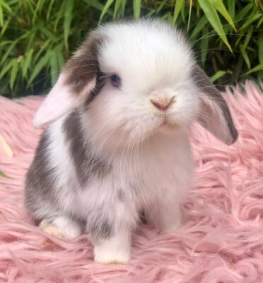 Mini Lops