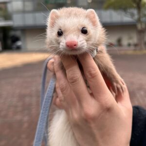 Milo
