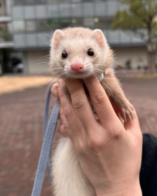 Milo