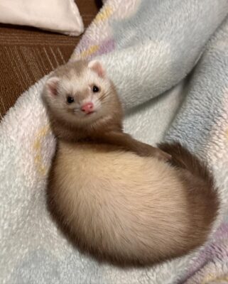 Mia