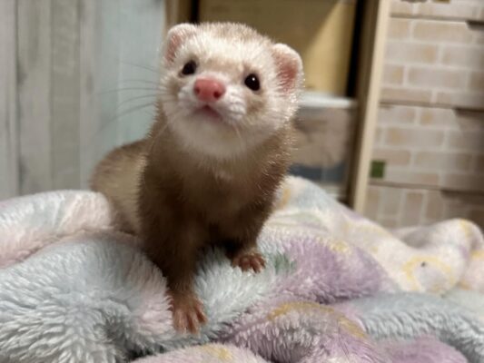 Coco