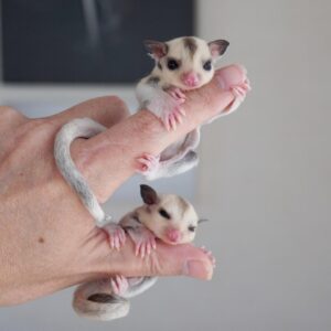 Jackie and Jack (Bonded Pair)