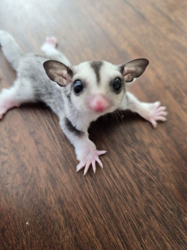 sugar gliders for sale