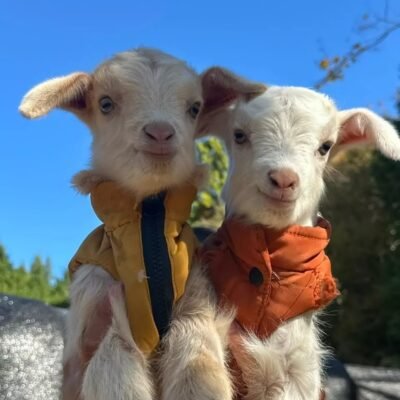 pygmy goats nigerian dwarf goats