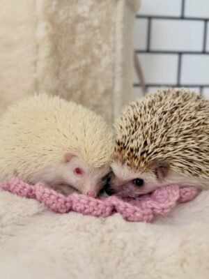 hedgehog for sale