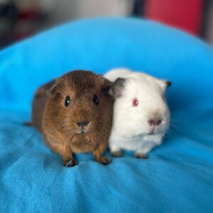guinea pigs for sale near me