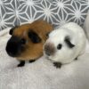guinea pigs in usa