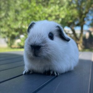 guinea pigs under 100 dollars