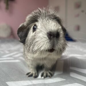 adorable guinea pigs