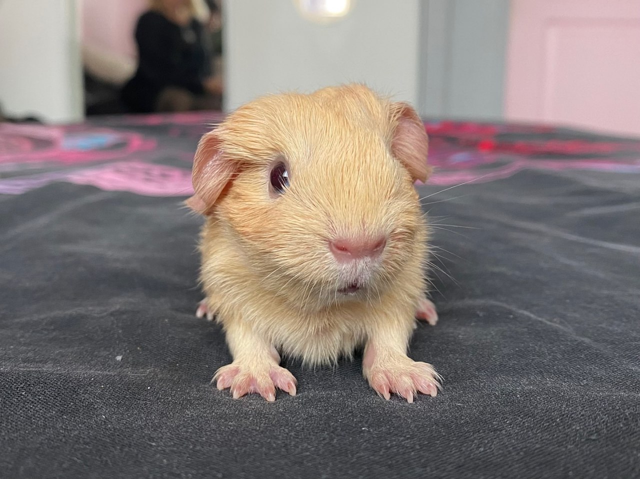 photo_6_2026-01-09_02-34-52 free guinea oigs