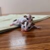 Luna and Oliver bonded pair