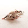 Mochi  and Honey bonded pair
