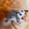 sugar glider for sale